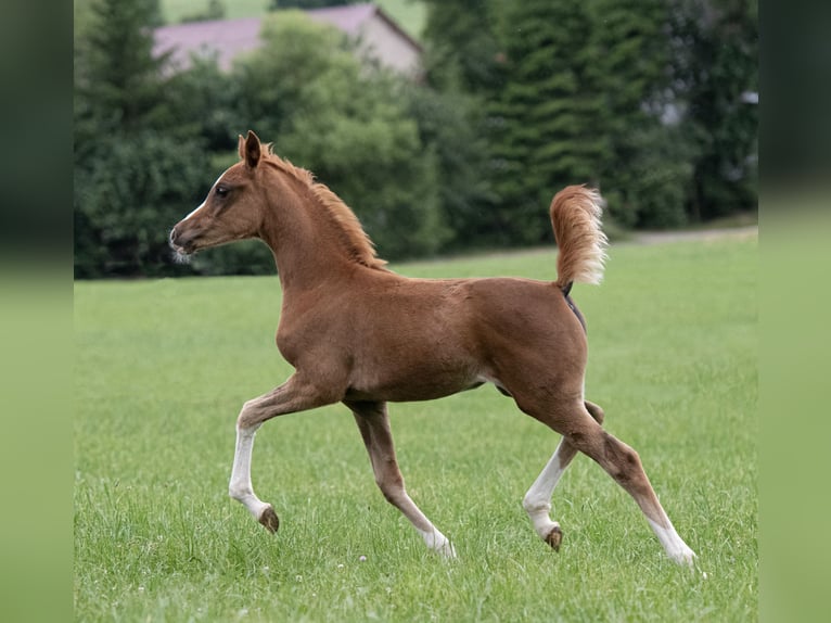Volbloed Arabier Merrie 1 Jaar 153 cm Vos in Gemünden (Felda)