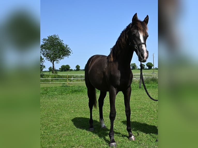 Volbloed Arabier Merrie 1 Jaar 153 cm Zwart in La Boussac