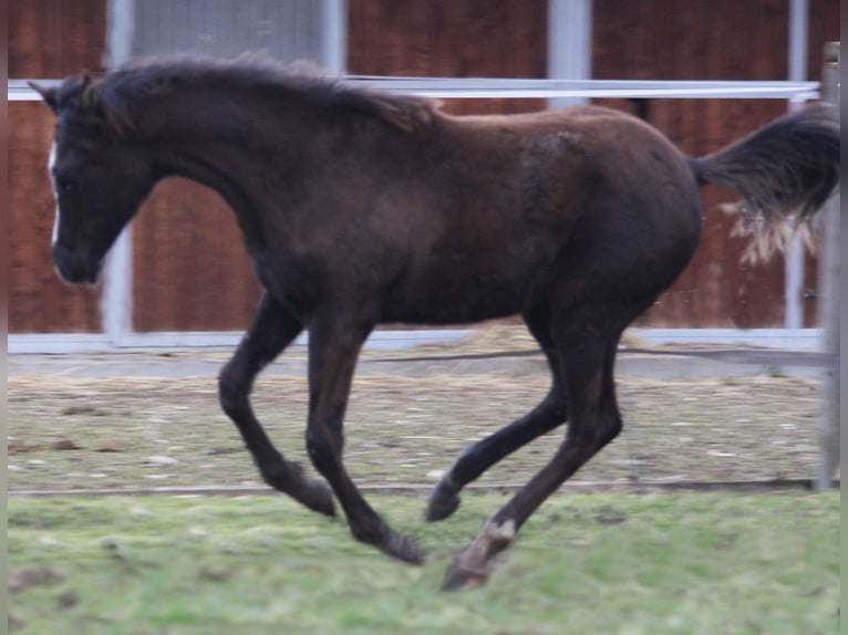 Volbloed Arabier Merrie 1 Jaar 153 cm Zwart in La Boussac