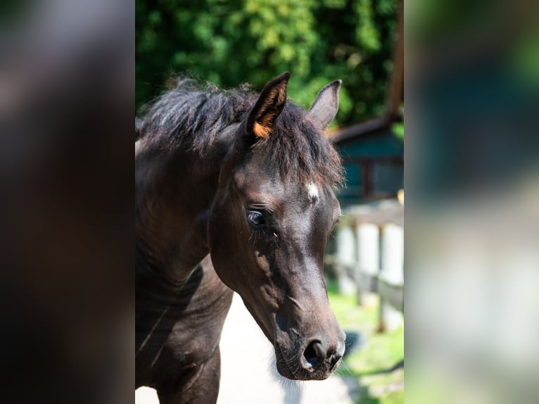 Volbloed Arabier Merrie 1 Jaar 153 cm Zwart in Espelkamp