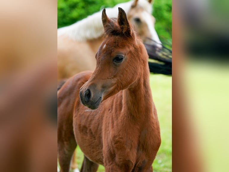 Volbloed Arabier Merrie 1 Jaar 154 cm Bruin in Reichshof