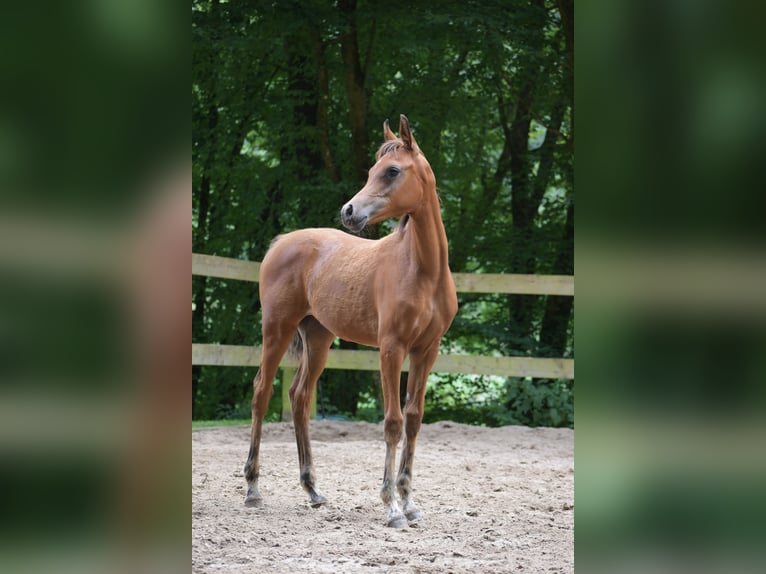 Volbloed Arabier Merrie 1 Jaar 154 cm Bruin in Reichshof