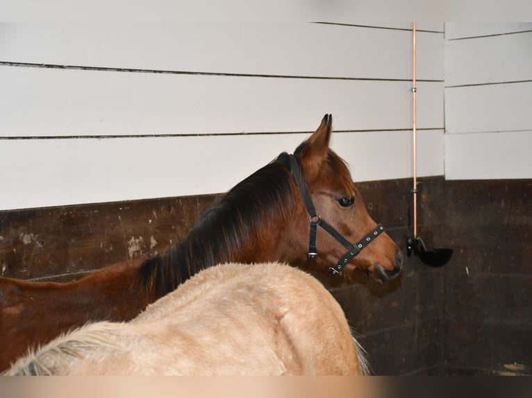 Volbloed Arabier Merrie 1 Jaar 154 cm Bruin in Reichshof