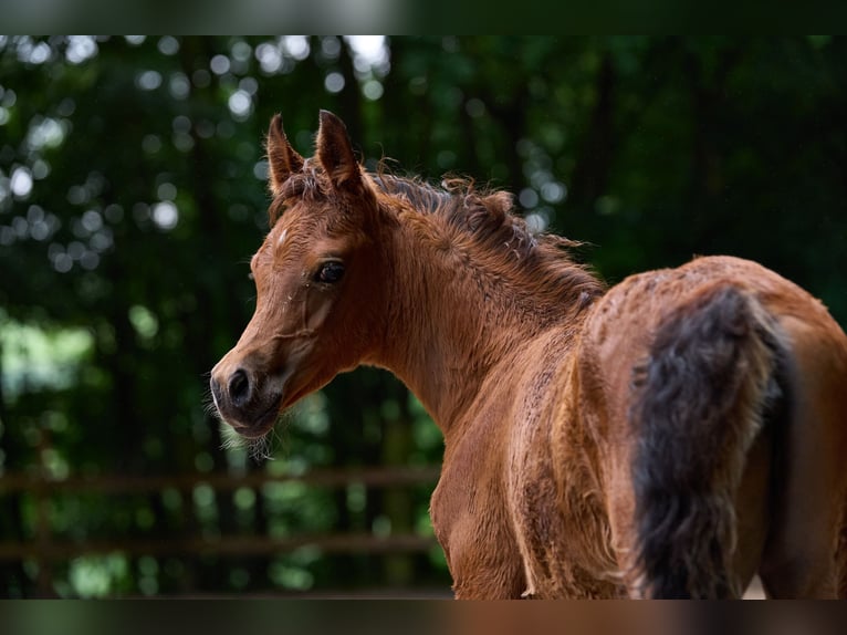 Volbloed Arabier Merrie 1 Jaar 154 cm Bruin in Reichshof