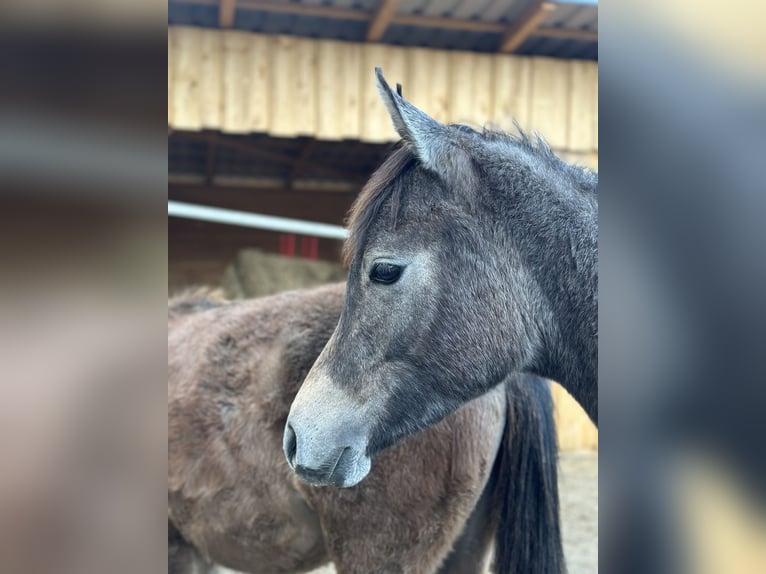 Volbloed Arabier Merrie 1 Jaar 154 cm Schimmel in Reichshof