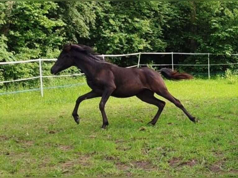 Volbloed Arabier Merrie 1 Jaar 154 cm Zwart in Mengen