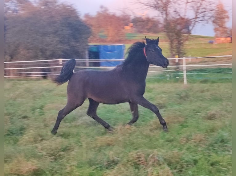 Volbloed Arabier Merrie 1 Jaar 154 cm Zwart in Mengen