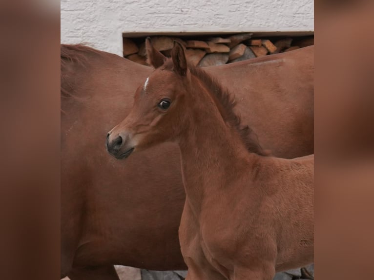 Volbloed Arabier Merrie 1 Jaar 155 cm in Gemünden (Felda)