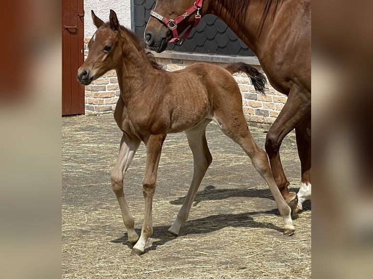 Volbloed Arabier Merrie 1 Jaar 155 cm in Gemünden (Felda)