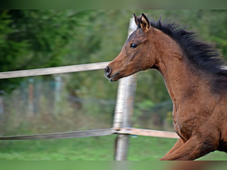 Volbloed Arabier Merrie 1 Jaar 155 cm Roodbruin in Zalesie