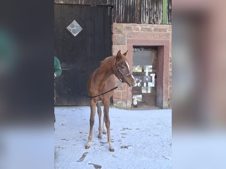 Volbloed Arabier Merrie 1 Jaar 155 cm Vos in Kirchzell