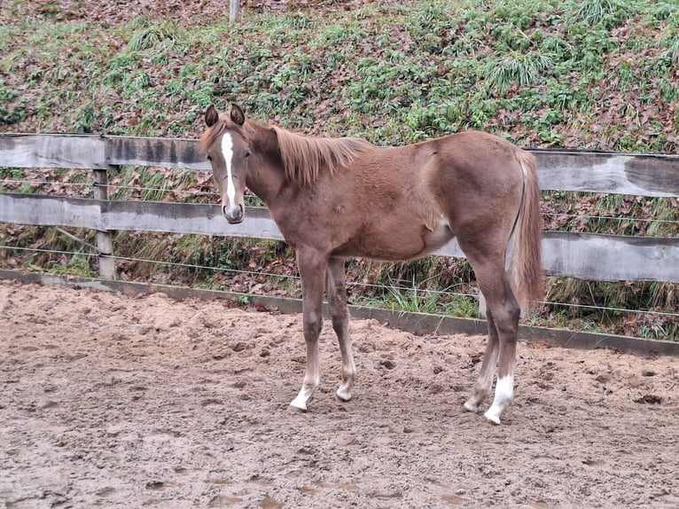 Volbloed Arabier Merrie 1 Jaar 155 cm Vos in Kirchzell
