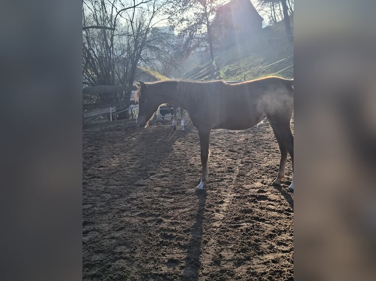 Volbloed Arabier Merrie 1 Jaar 155 cm Vos in Kirchzell