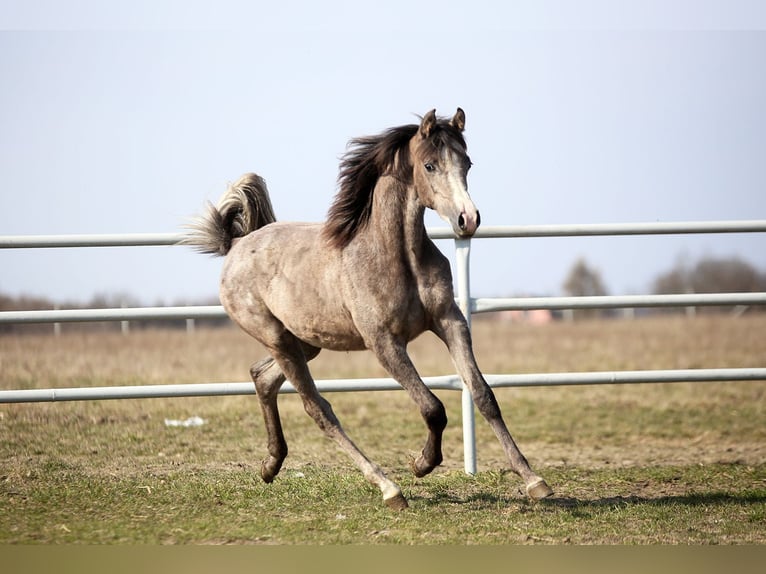 Volbloed Arabier Merrie 1 Jaar 156 cm Schimmel in Stryków