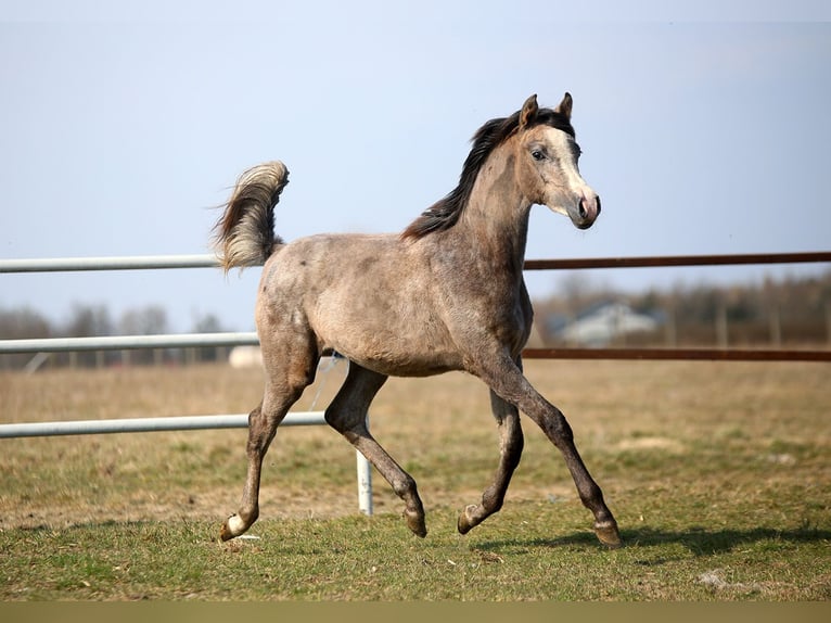Volbloed Arabier Merrie 1 Jaar 156 cm Schimmel in Stryków