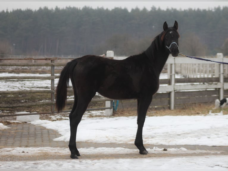 Volbloed Arabier Merrie 1 Jaar 157 cm Zwart in Santok