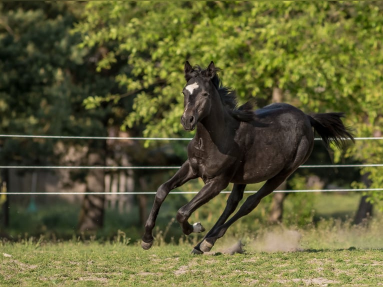 Volbloed Arabier Merrie 1 Jaar 158 cm Donkerbruin in Ewelin