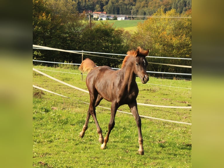 Volbloed Arabier Merrie 1 Jaar 158 cm Vos in Thurmansbang