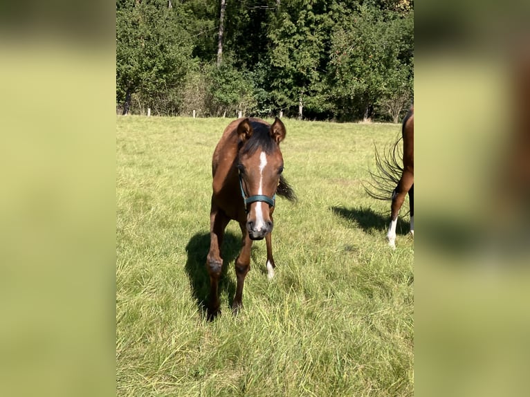Volbloed Arabier Merrie 1 Jaar 160 cm Bruin in Theras