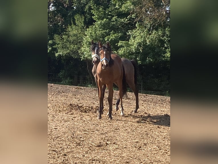 Volbloed Arabier Merrie 1 Jaar 160 cm Bruin in Theras