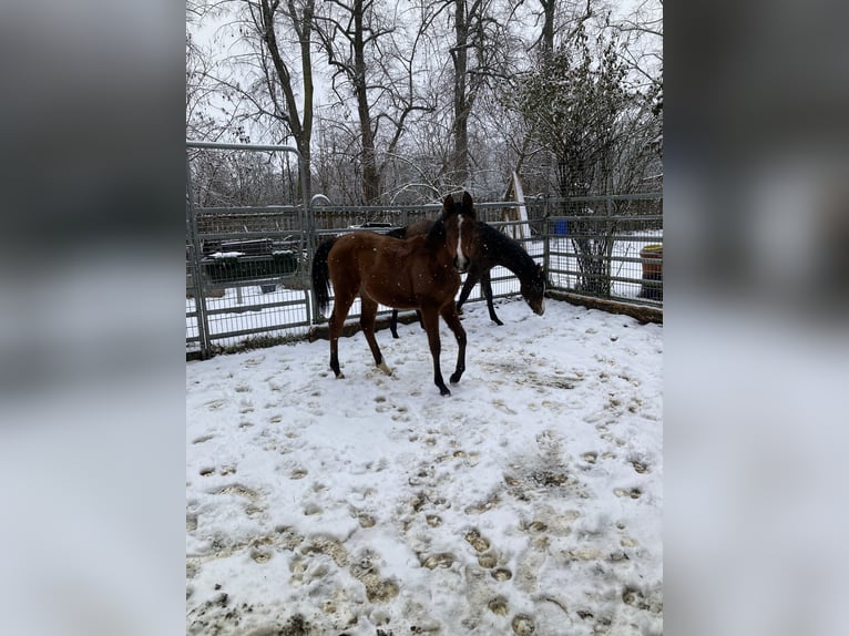Volbloed Arabier Merrie 1 Jaar 160 cm Bruin in Theras