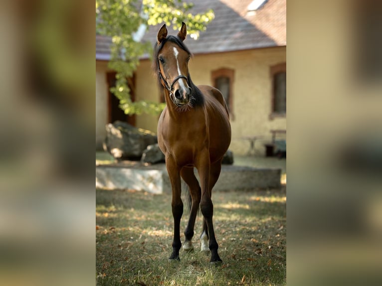 Volbloed Arabier Merrie 1 Jaar 160 cm Bruin in Theras
