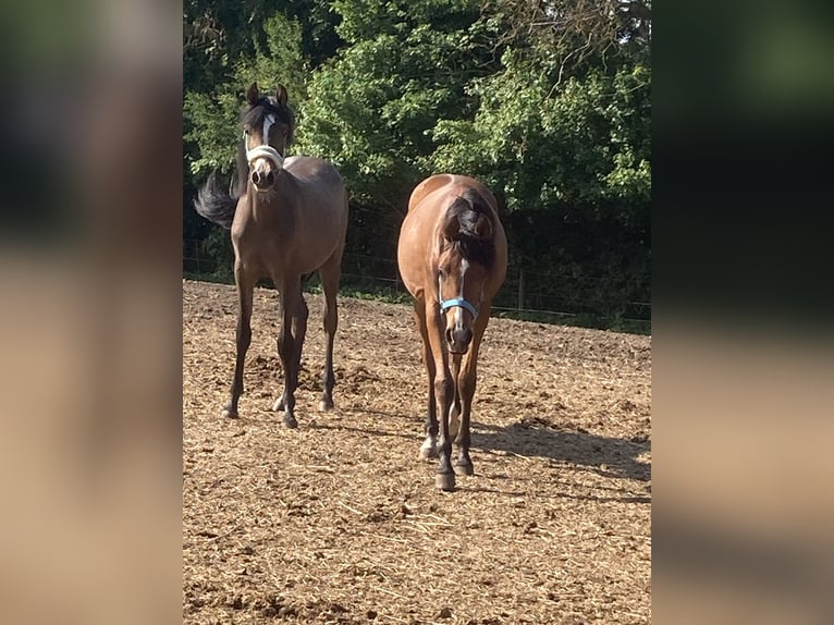 Volbloed Arabier Merrie 1 Jaar 160 cm Bruin in Theras