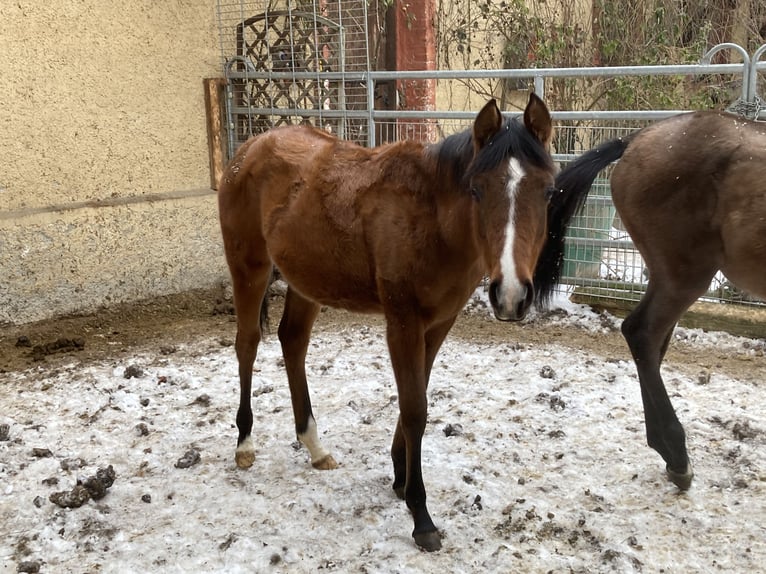Volbloed Arabier Merrie 1 Jaar 160 cm Bruin in Theras