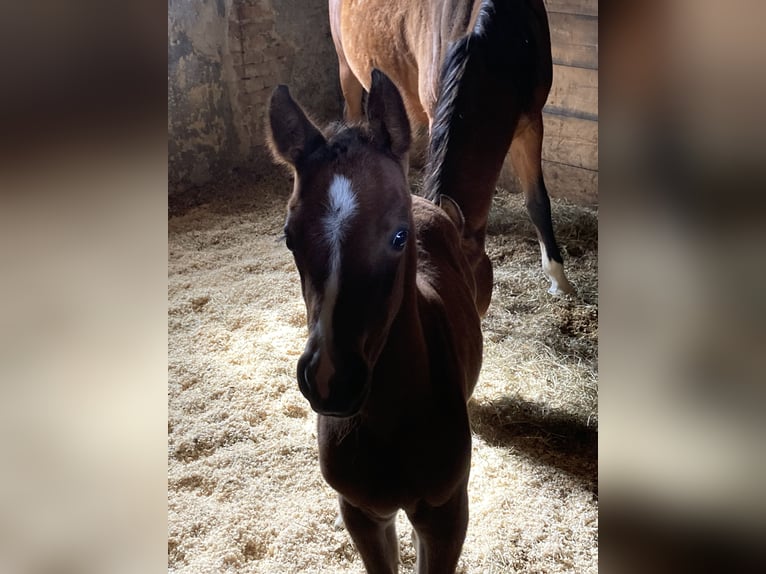 Volbloed Arabier Merrie 1 Jaar 160 cm Bruin in Theras