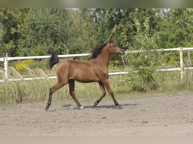 Volbloed Arabier Merrie 1 Jaar Bruin in Lodz