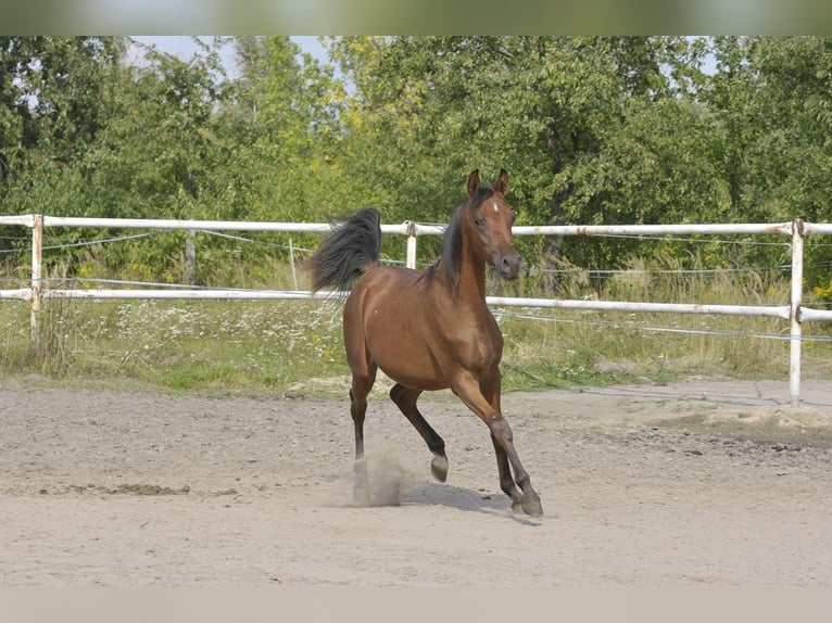 Volbloed Arabier Merrie 1 Jaar Bruin in Lodz