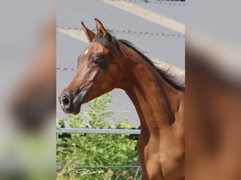 Volbloed Arabier Merrie 1 Jaar Bruin in Wallsee