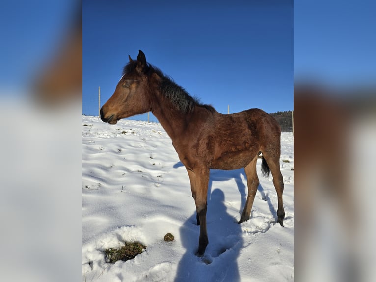 Volbloed Arabier Merrie 1 Jaar Bruin in Spielfeld