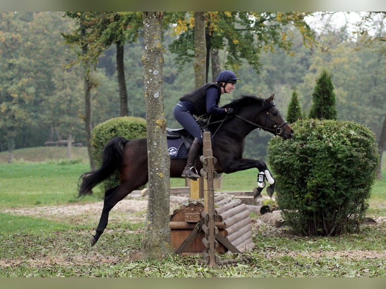 Volbloed Arabier Merrie 1 Jaar in Wallsee