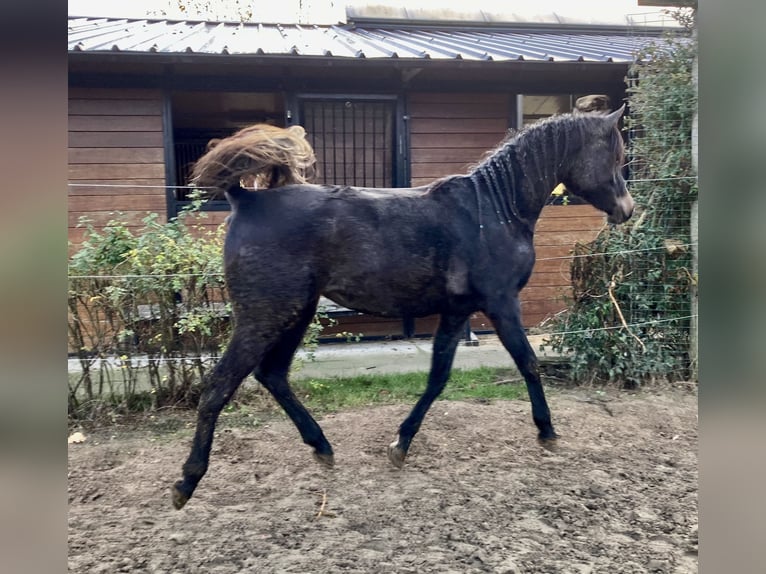 Volbloed Arabier Merrie 1 Jaar in VraseneBeveren Zwjndrecht Kruibeke