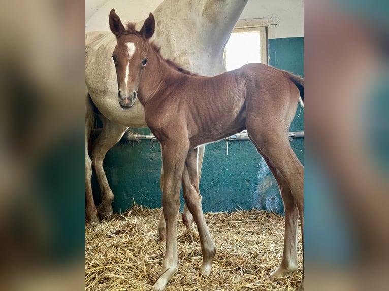 Volbloed Arabier Merrie 1 Jaar Rood schimmel in Grafenstein