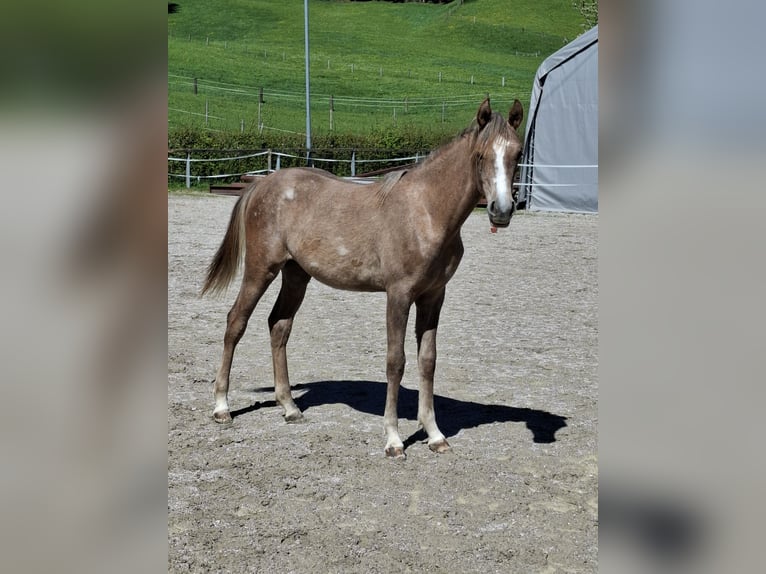 Volbloed Arabier Merrie 1 Jaar Schimmel in Reichraming