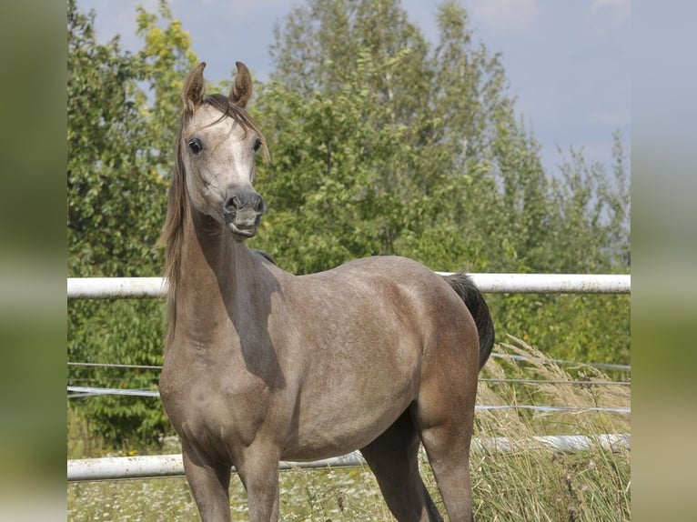 Volbloed Arabier Merrie 1 Jaar Schimmel in Lodz