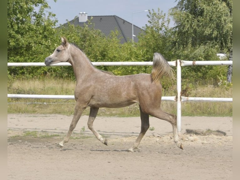Volbloed Arabier Merrie 1 Jaar Schimmel in Lodz