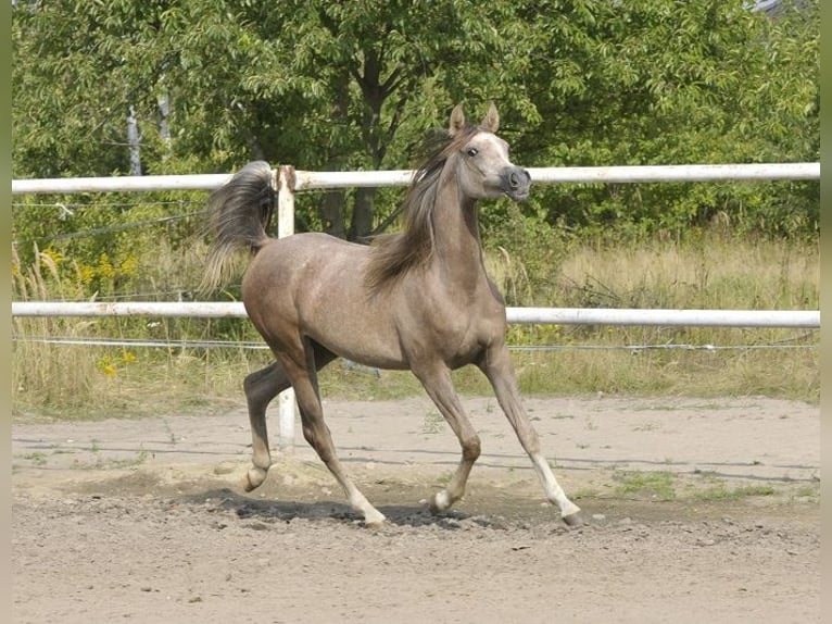 Volbloed Arabier Merrie 1 Jaar Schimmel in Lodz