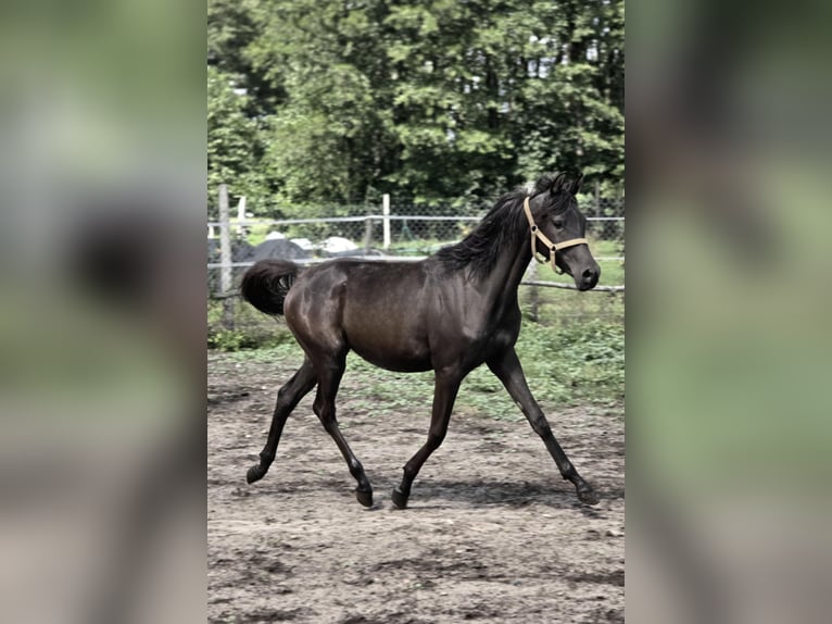Volbloed Arabier Merrie 1 Jaar Zwart in G&#x142;owno