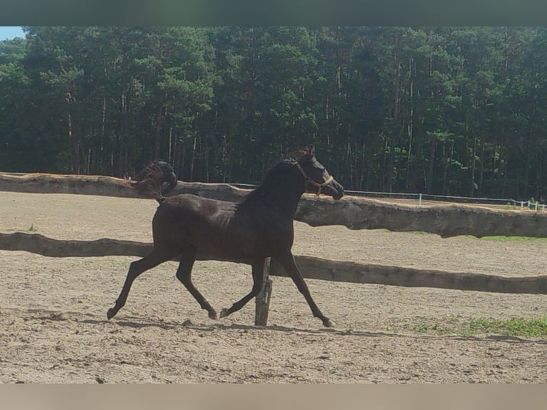 Volbloed Arabier Merrie 1 Jaar Zwart in G&#x142;owno