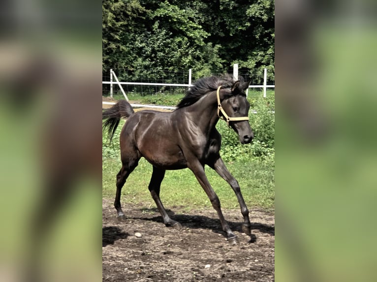 Volbloed Arabier Merrie 1 Jaar Zwart in G&#x142;owno