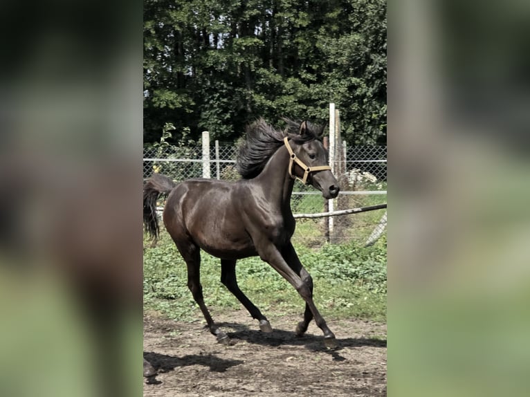Volbloed Arabier Merrie 1 Jaar Zwart in G&#x142;owno
