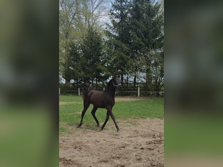 Volbloed Arabier Merrie 1 Jaar Zwartbruin in Przechlewo