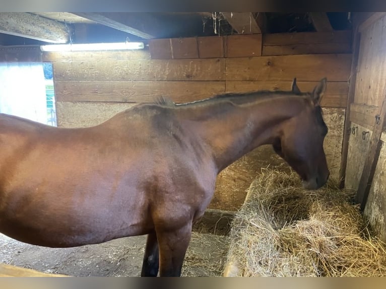 Volbloed Arabier Merrie 22 Jaar 160 cm Bruin in Kramsach