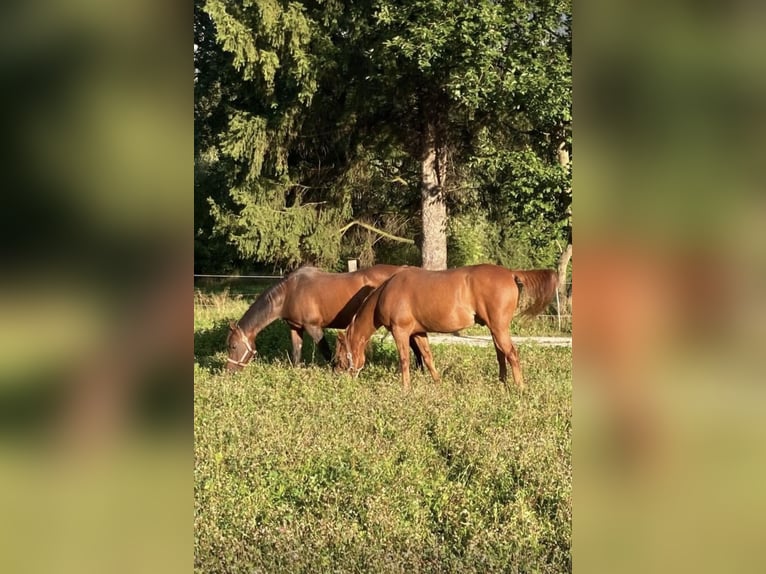 Volbloed Arabier Merrie 22 Jaar 160 cm Bruin in Kramsach