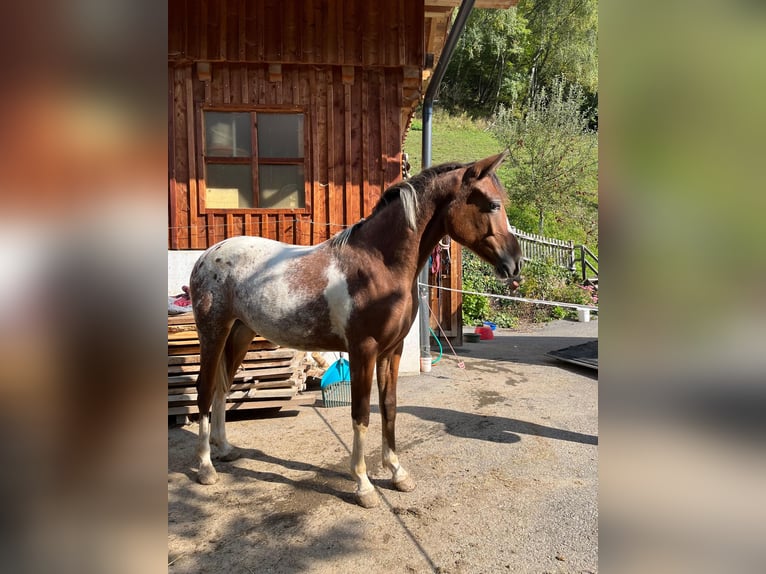 Volbloed Arabier Mix Merrie 2 Jaar 135 cm Gevlekt-paard in Kleblach-Lind