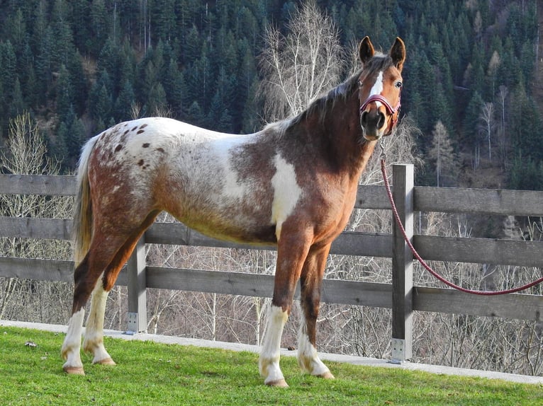 Volbloed Arabier Mix Merrie 2 Jaar 135 cm Gevlekt-paard in Kleblach-Lind