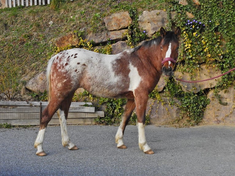 Volbloed Arabier Mix Merrie 2 Jaar 135 cm Gevlekt-paard in Kleblach-Lind